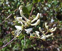 lonicera subspicata var denudata